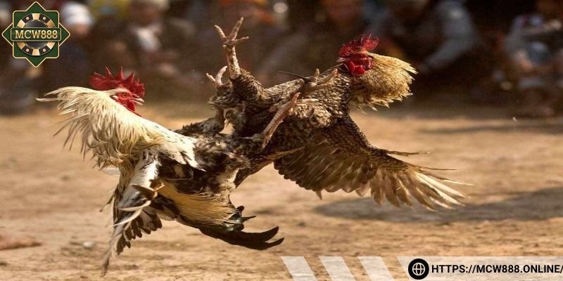 Cải thiện độ bền bỉ cao hơn thông thường