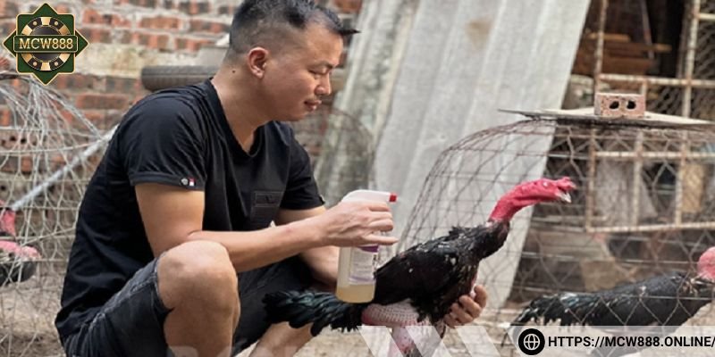 Thông tin về cách nuôi gà chọi