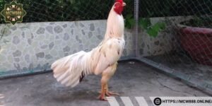 Ngày mệnh thổ rất phù hợp cho gà bướm ra trận