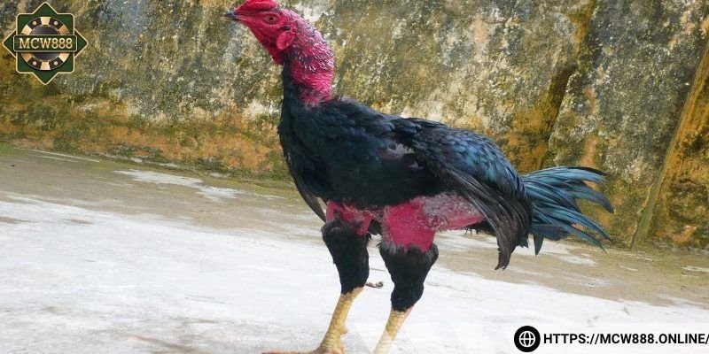 Đánh giá thể lực của gà chiến